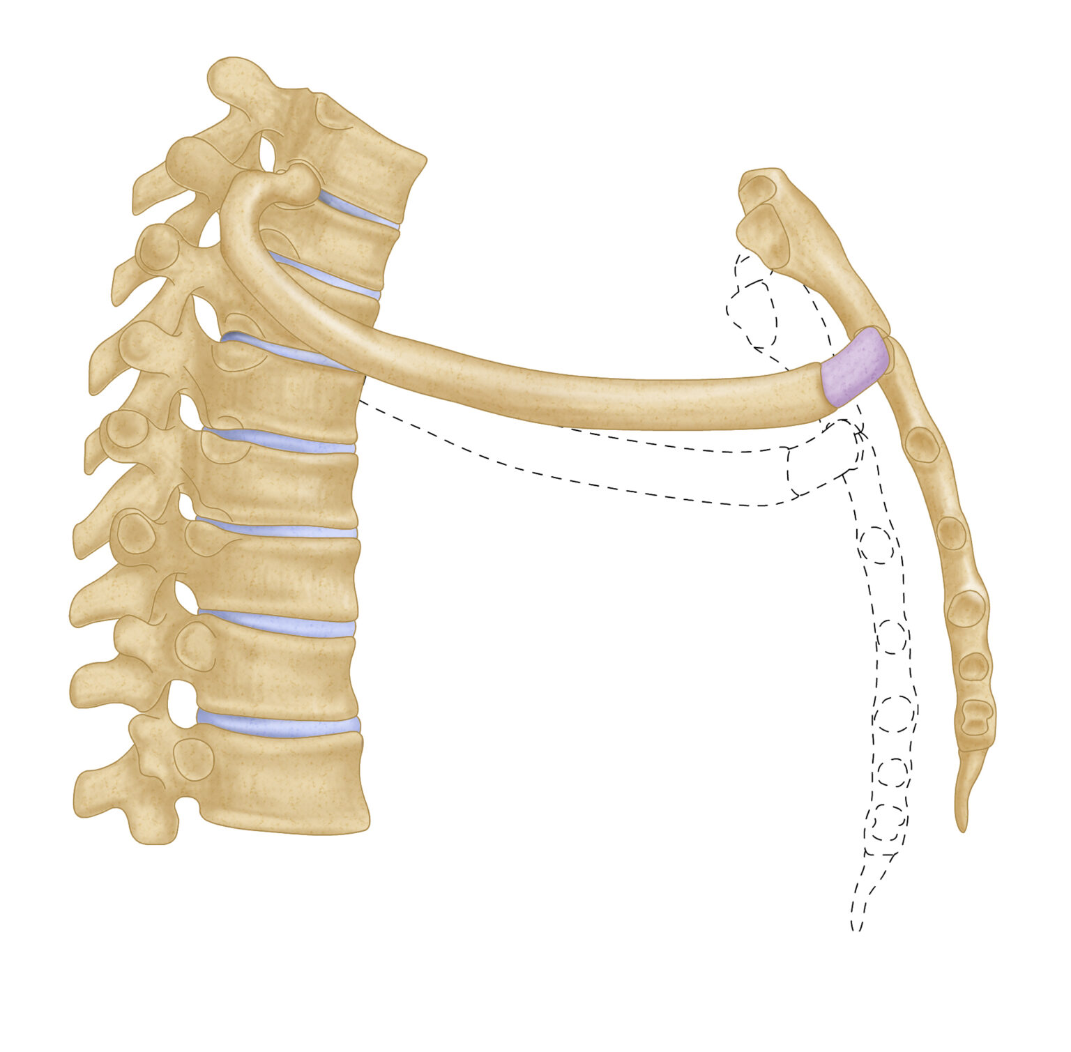 Tight Upper Trap – The Hidden Cause That Stretching Won’t Fix ...