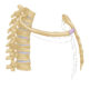 Tight Upper Trap – The Hidden Cause That Stretching Won’t Fix ...